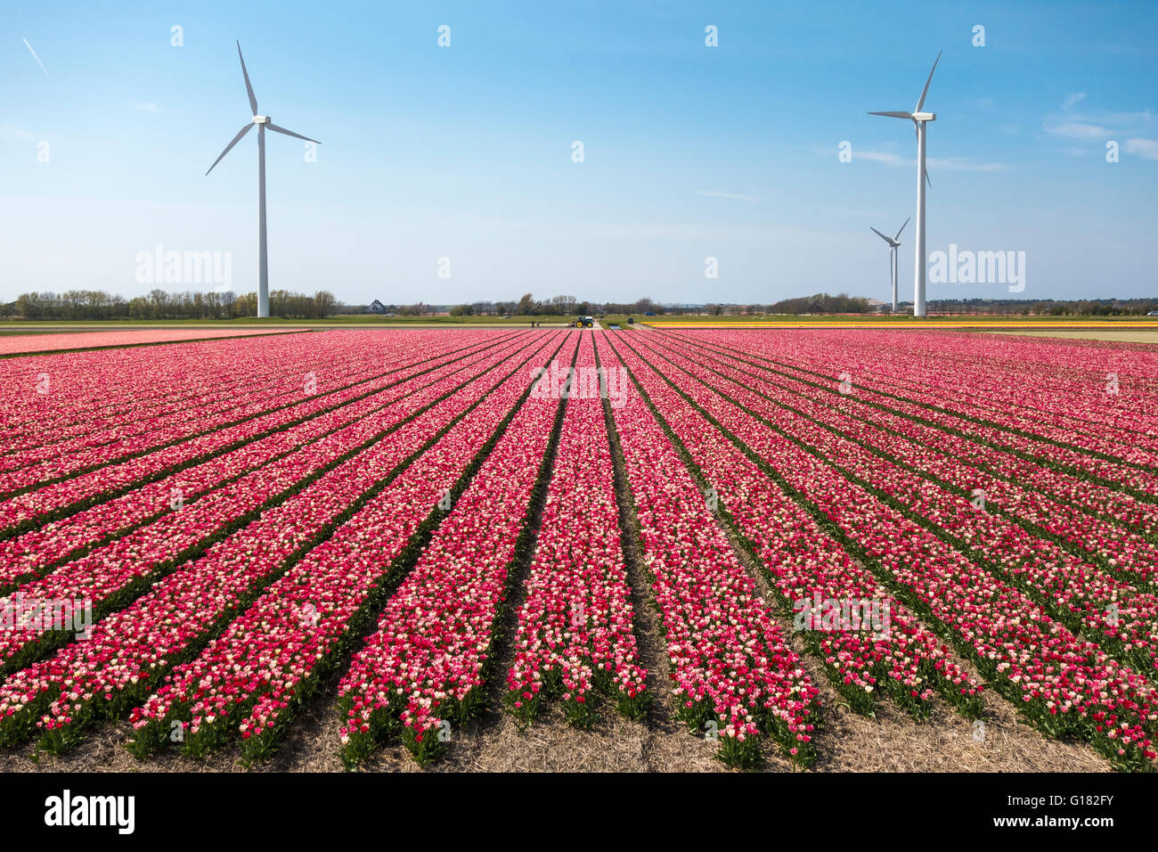 Tulips with wind turbines in The Netherlands. Tulip fields with mixed red and white tulips with three windmills. Stock Photo