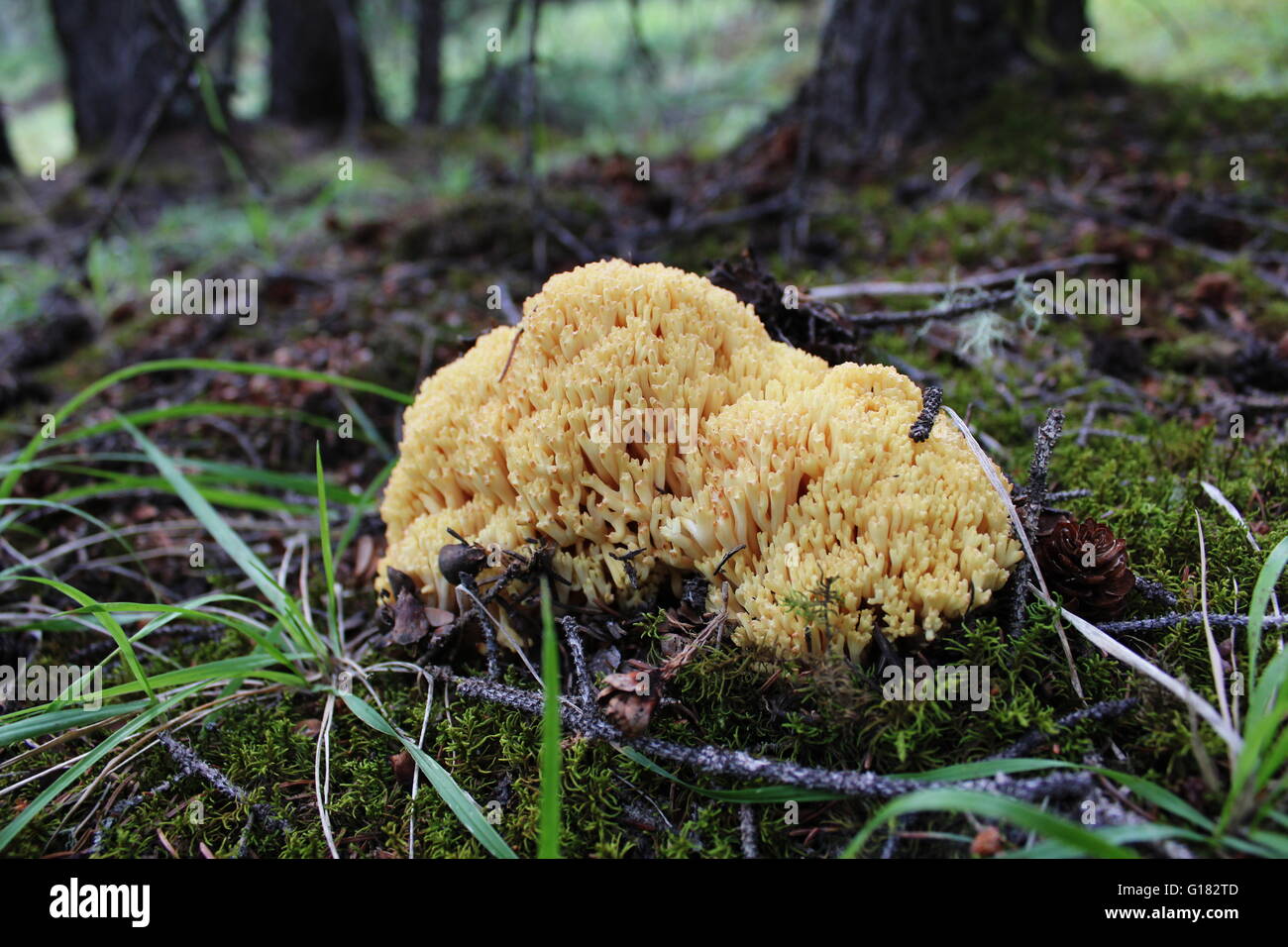 A Coral (Clavaria) mushroom in the Alberta Foothills. Possibly Yellow-tipped Coral (Ramaria Formosa) Stock Photo