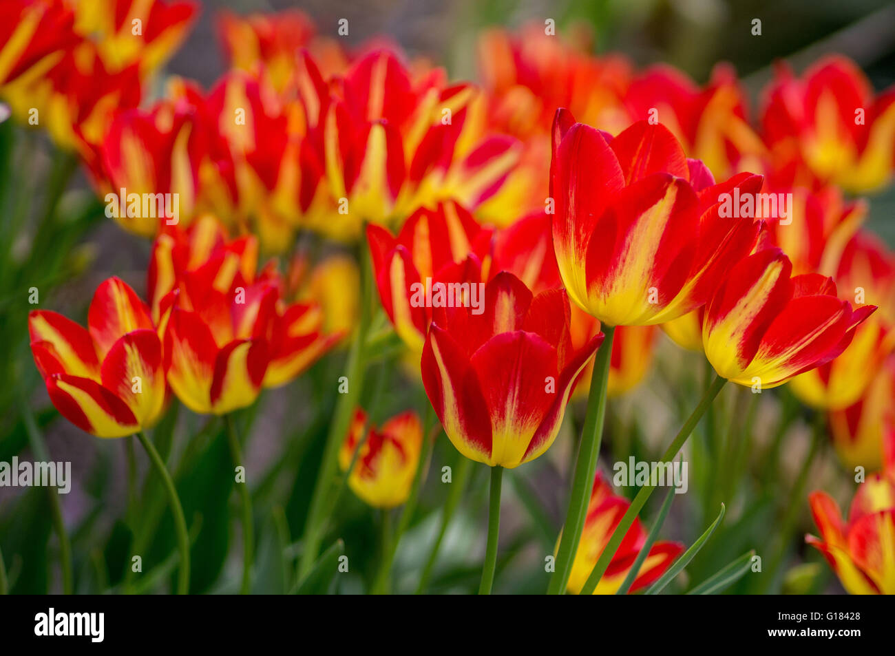 Bunch of red and yellow tulips close up Stock Photo - Alamy