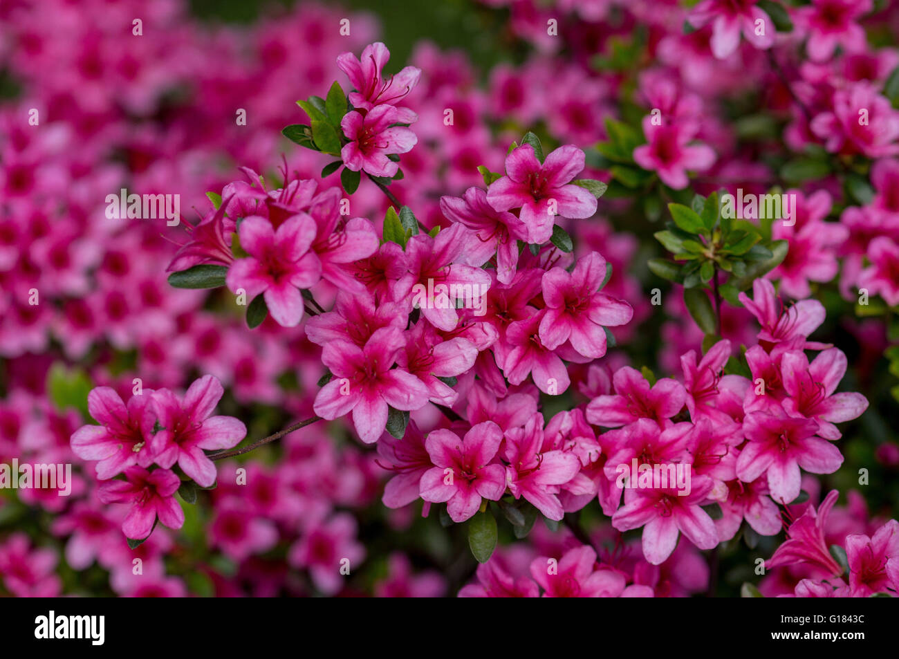 Pink azalea rhododendron lush blossom close up Stock Photo - Alamy