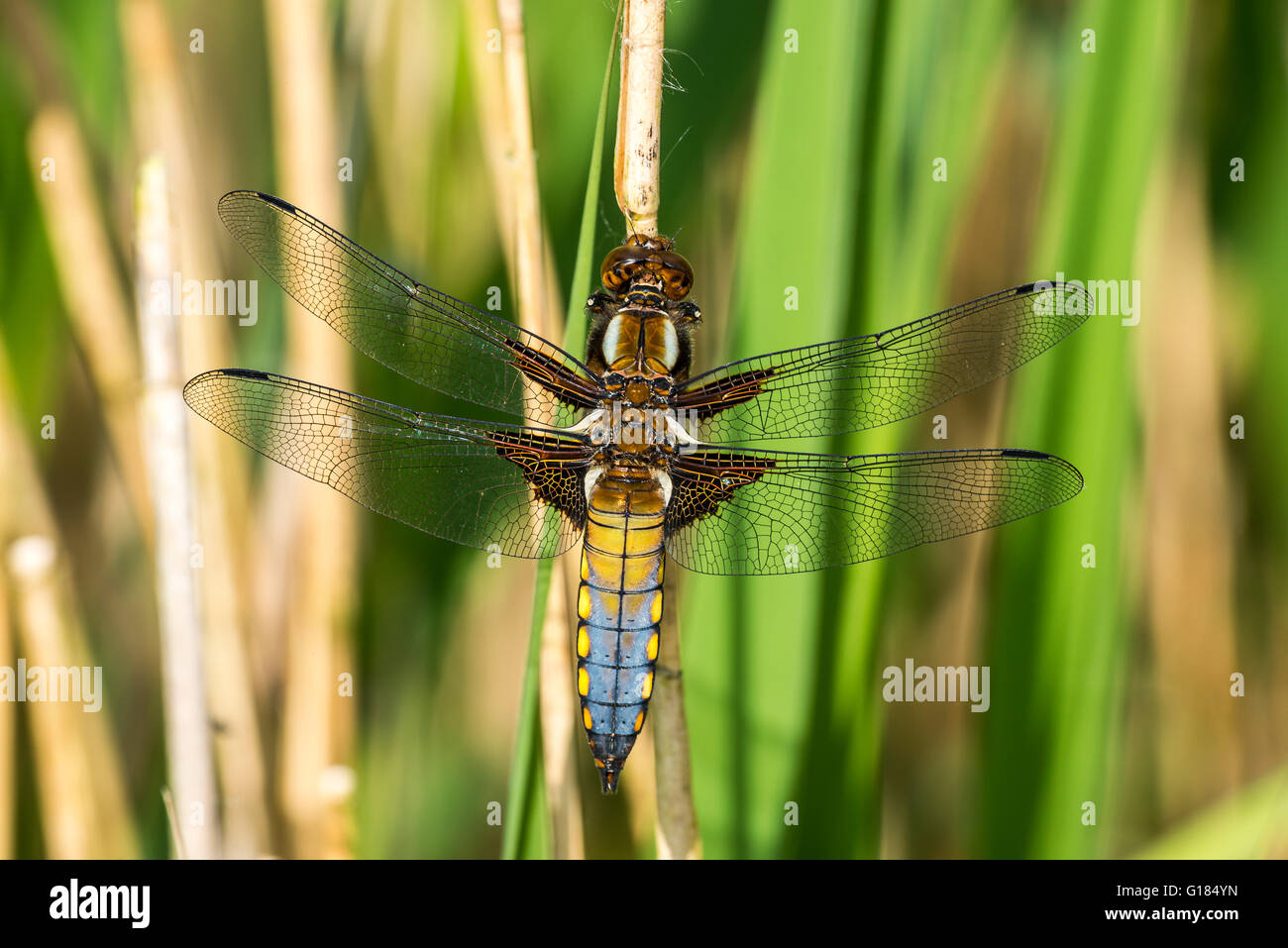 Broad-bodied Chaser Libellula depressa dragonfly insect british uk ...