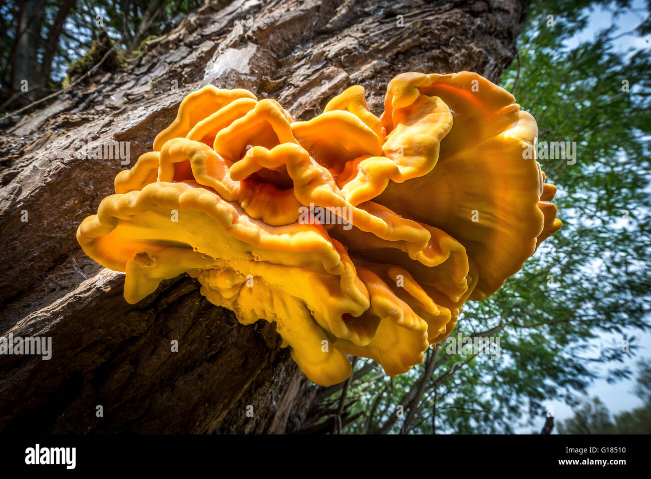Laetiporus; edible mushrooms; Laetiporus sulphureus; sulphur shelf; chicken of the woods; the chicken mushroom; chicken fungus; Stock Photo