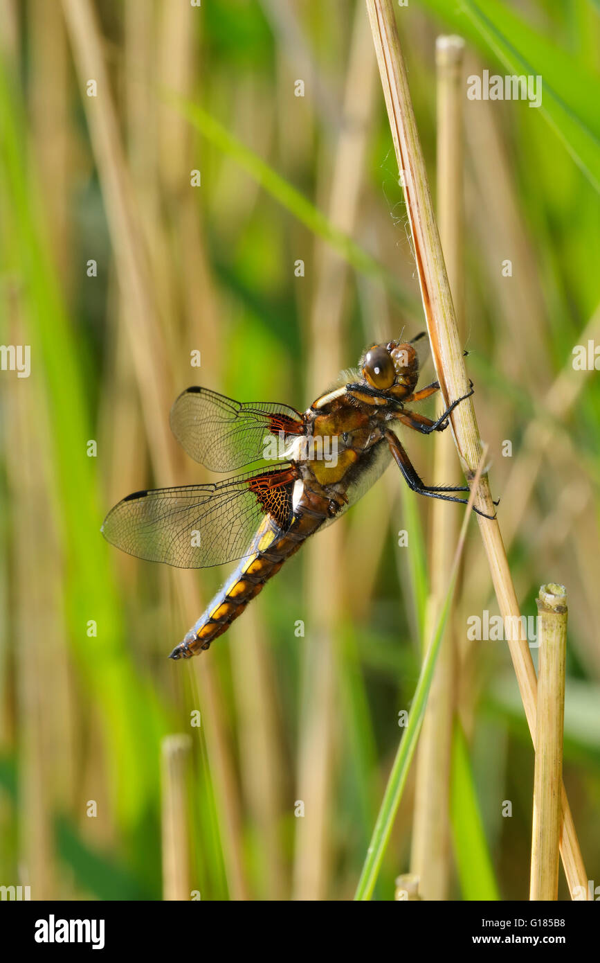 Broad-bodied Chaser Libellula depressa dragonfly insect british uk ...