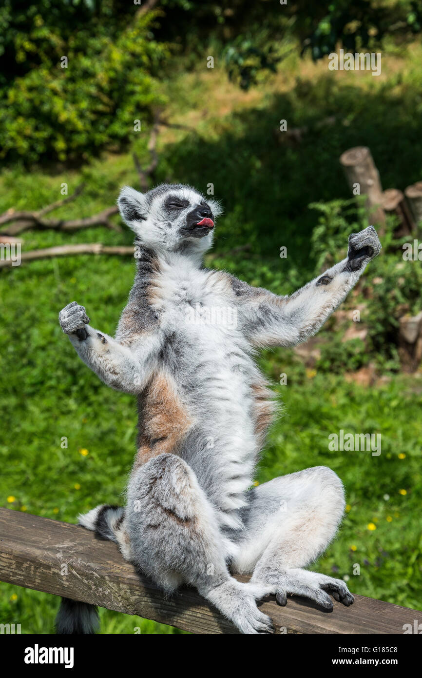lemur sunning itself,blackpool zoo,lancashire,england,uk Stock Photo