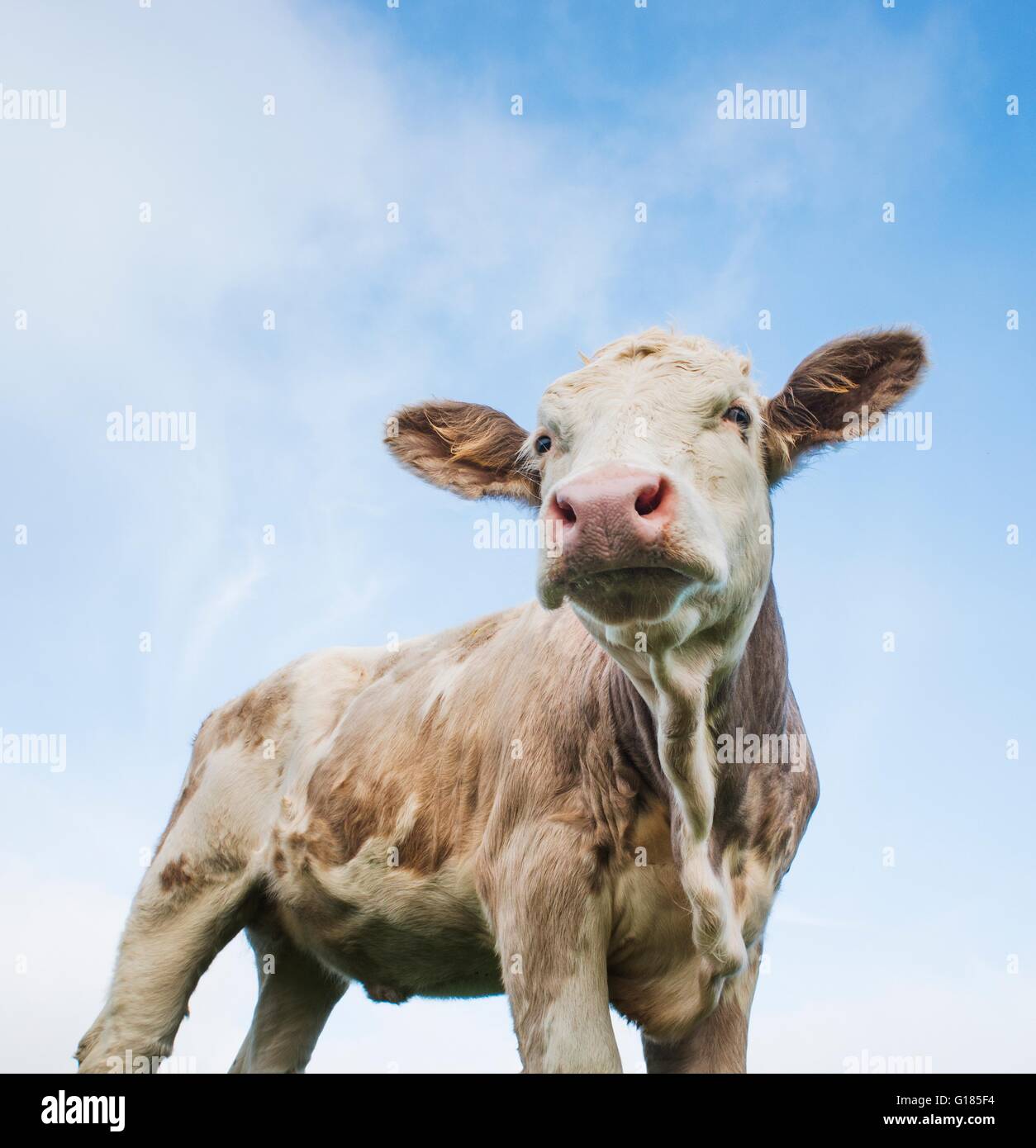 Organically raised, grass fed cow Stock Photo