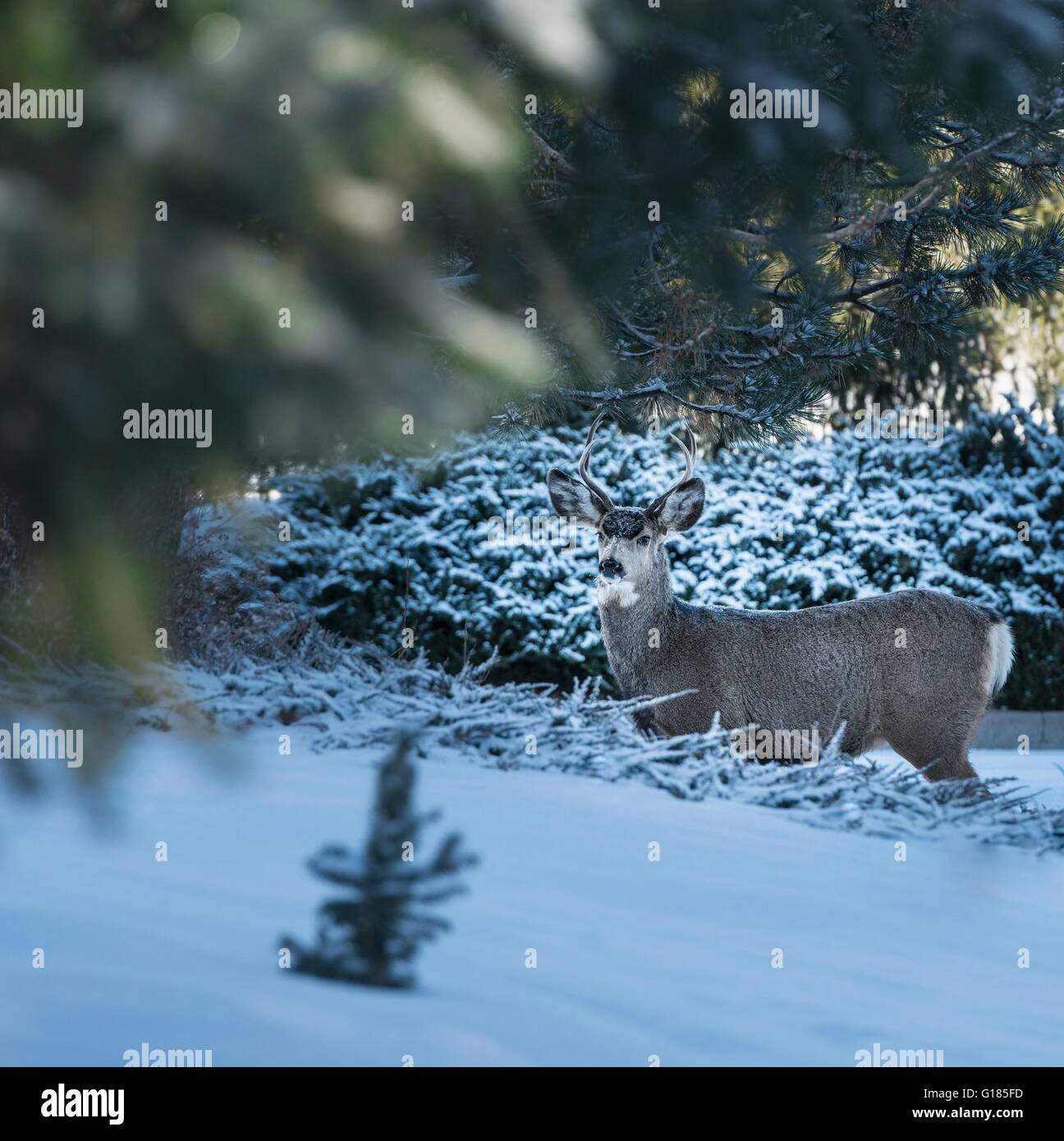 Deer in snow-covered forest Stock Photo