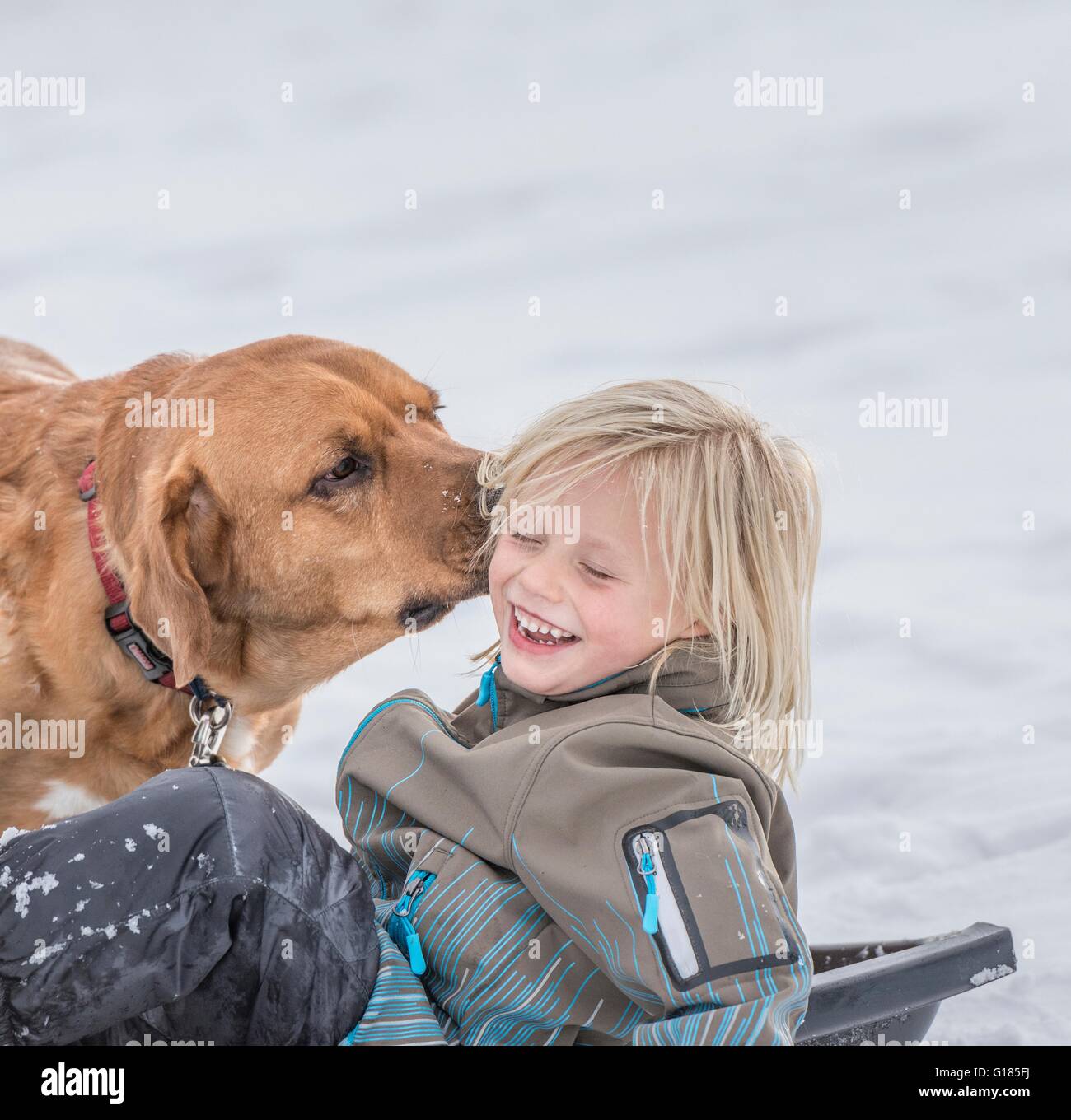Pet dog licking boy's ear in snow Stock Photo