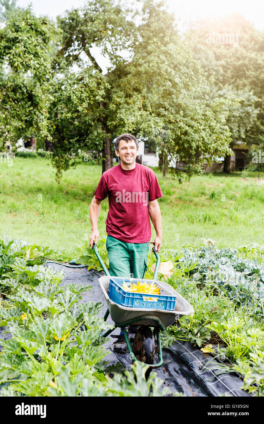 Farmer pushing wheelbarrow in organic farm Stock Photo