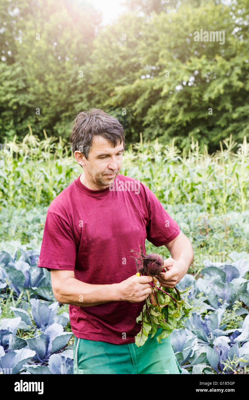 Farmer harvesting vegetables in organic farm Stock Photo