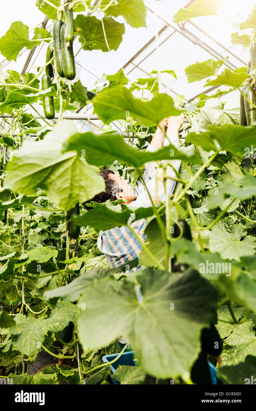 Farmer harvesting cucumber in organic farm Stock Photo