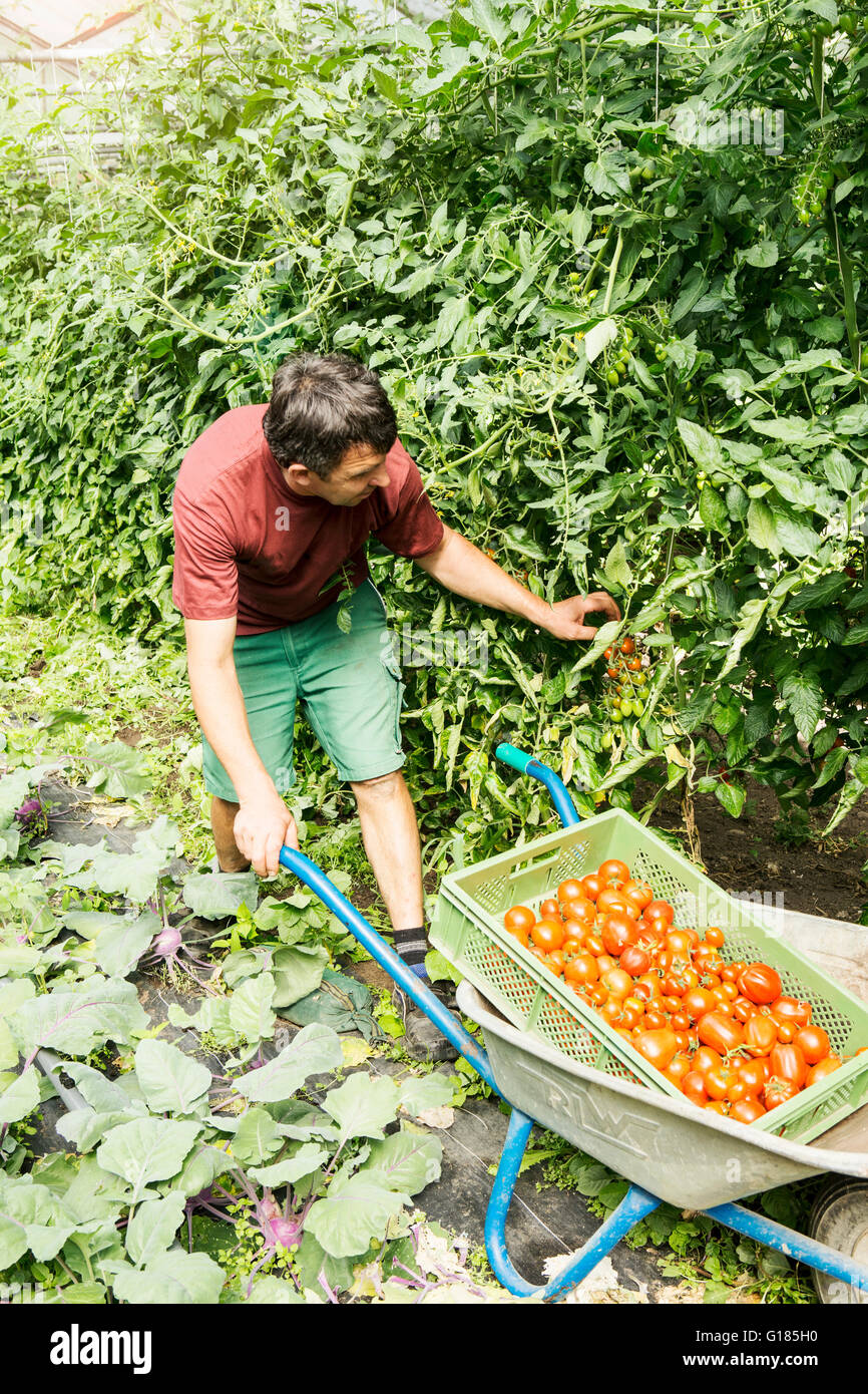 Farmer with wheelbarrow of tomatoes in organic farm Stock Photo