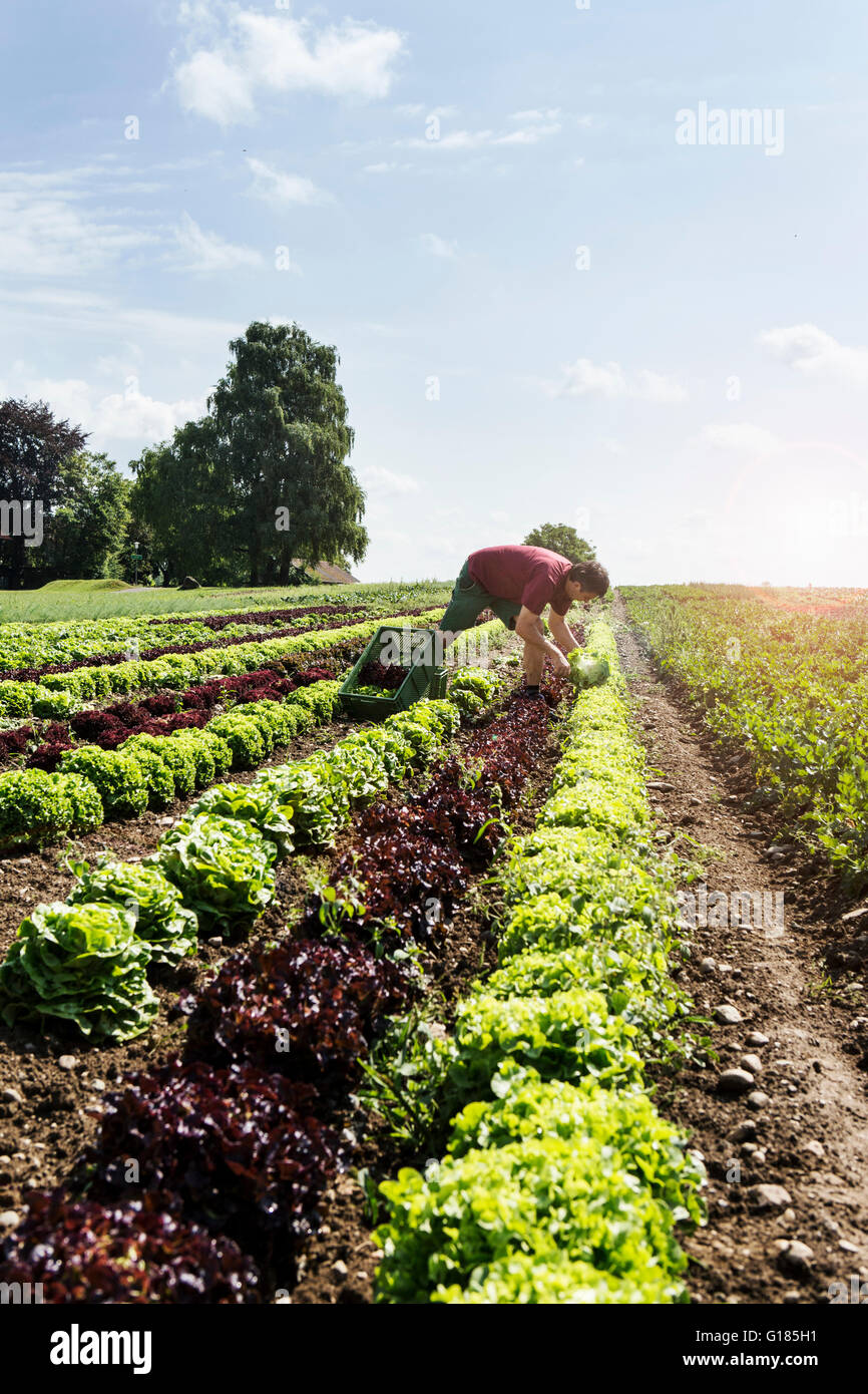 Farmer harvesting variety of lettuce in organic farm Stock Photo