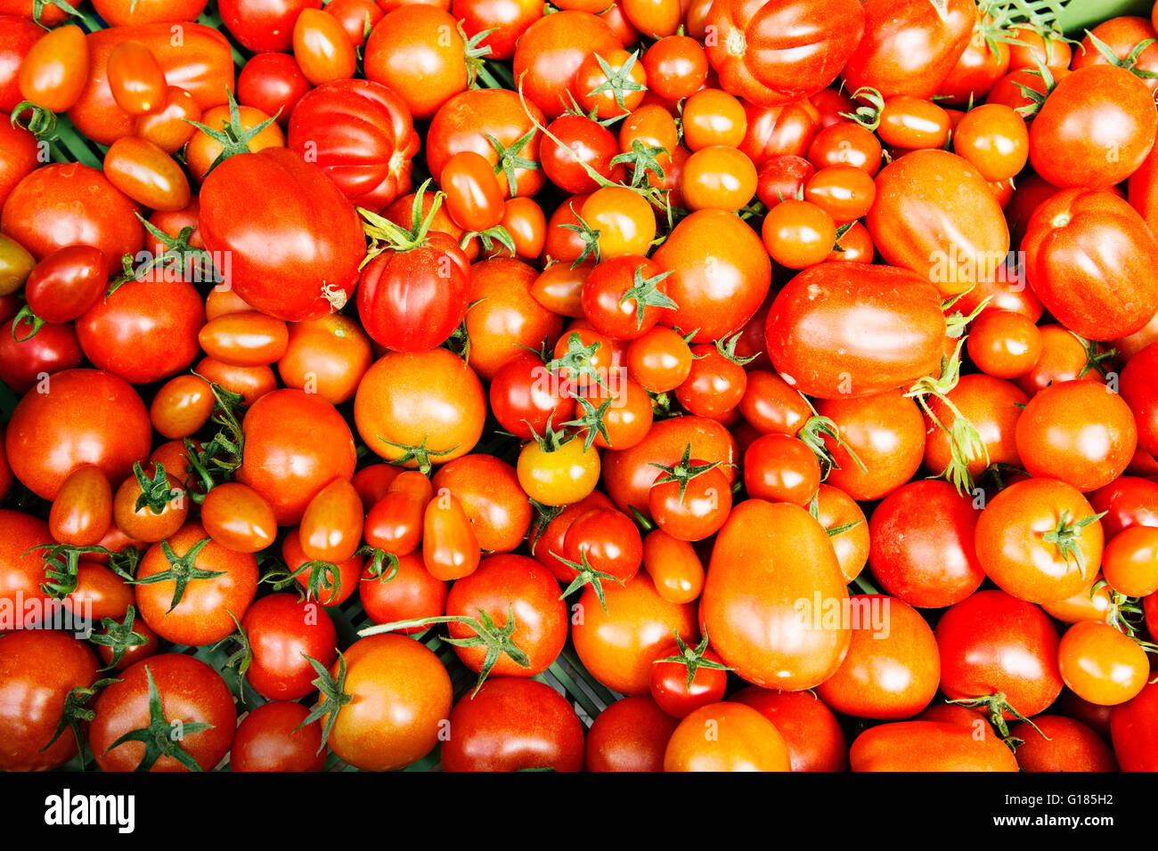 Tomatoes in assorted sizes Stock Photo