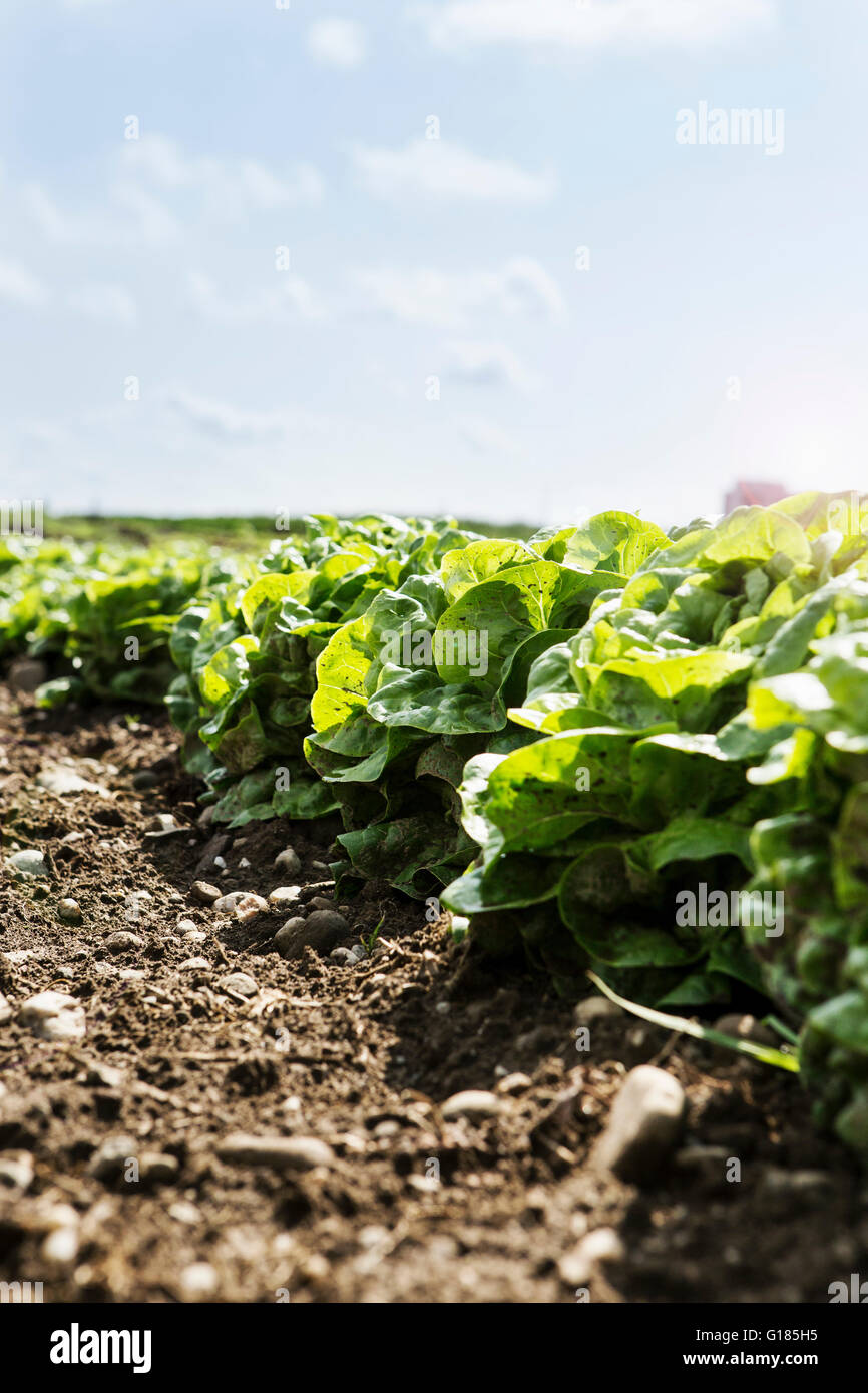 Lettuce ready for harvesting in organic farm Stock Photo