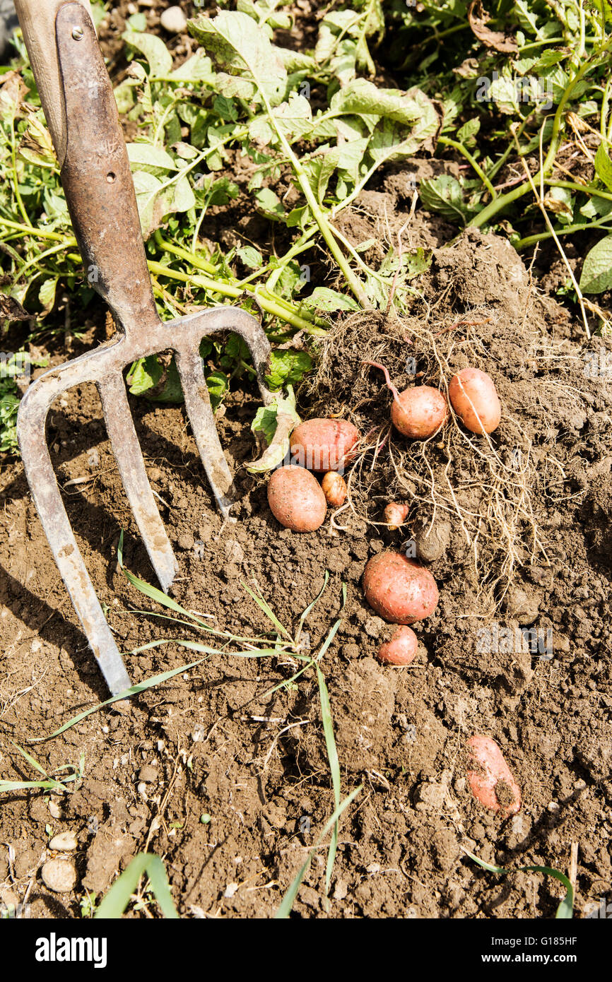Farmer harvesting potatoes in organic farm Stock Photo