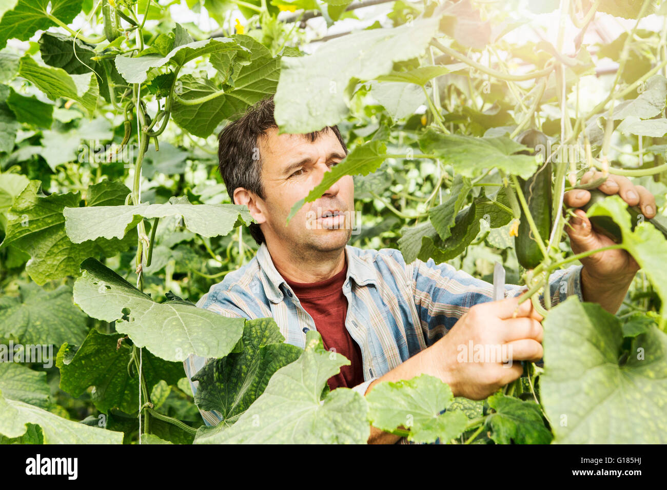 Farmer harvesting cucumber in organic farm Stock Photo