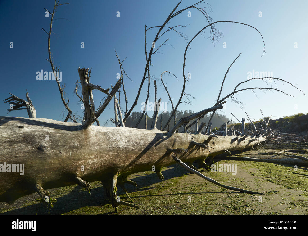 Dead fallen tree, Puget Sound, Washington State, USA Stock Photo