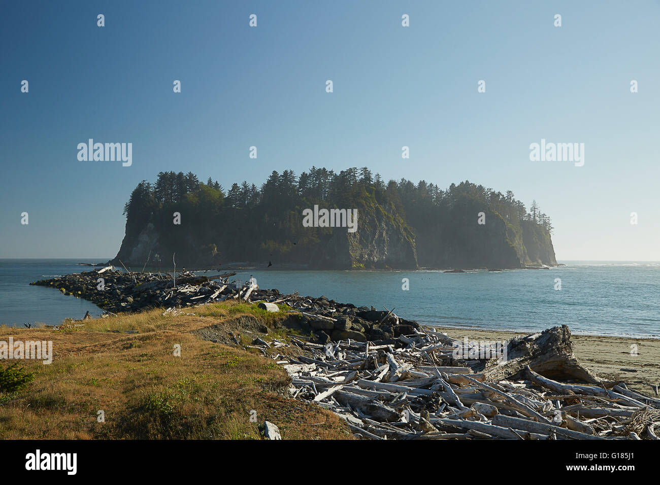 Coastal view with dead fallen trees, Puget Sound, Washington State, USA Stock Photo