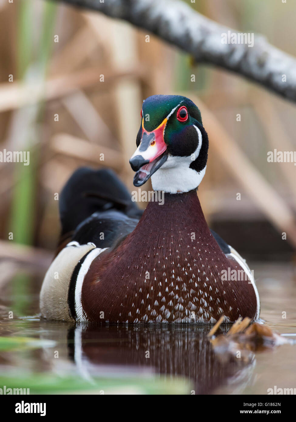 Spring Drake Ing A drake Wood Duck in the spring in Minnesota Stock Photo - Alamy