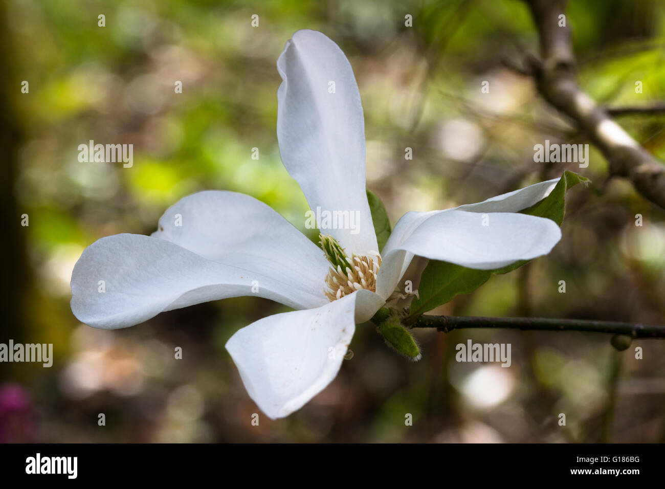 White flower of the compact small, spring flowering tree, Magnolia x loebneri 'Merrill' Stock Photo