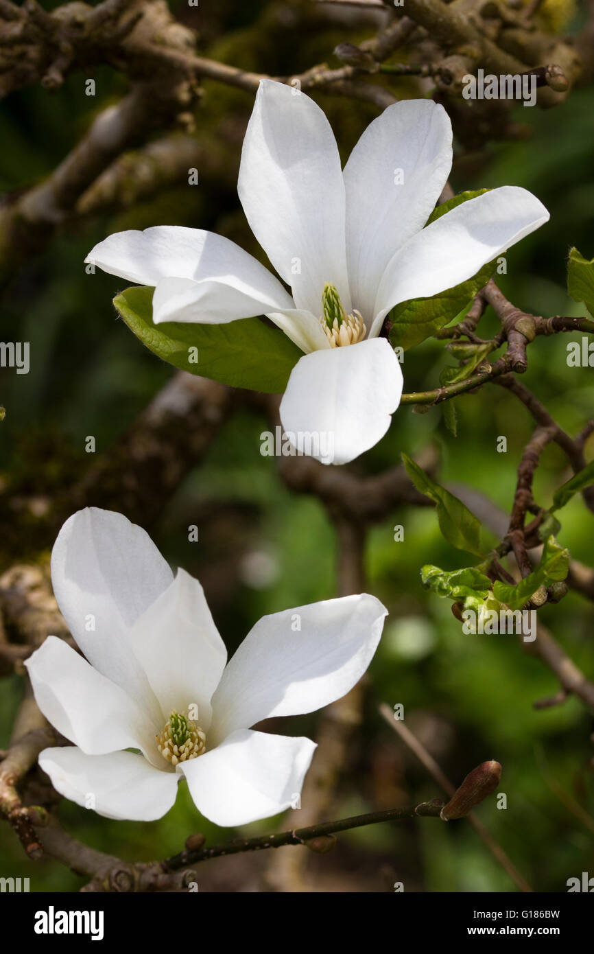 White flowers of the compact small, spring flowering tree, Magnolia x loebneri 'Merrill' Stock Photo