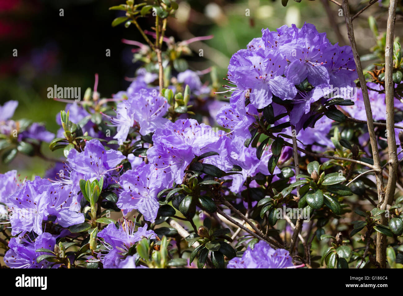 Violet blue flowers of the small leaved evergreen Rhododendron ...
