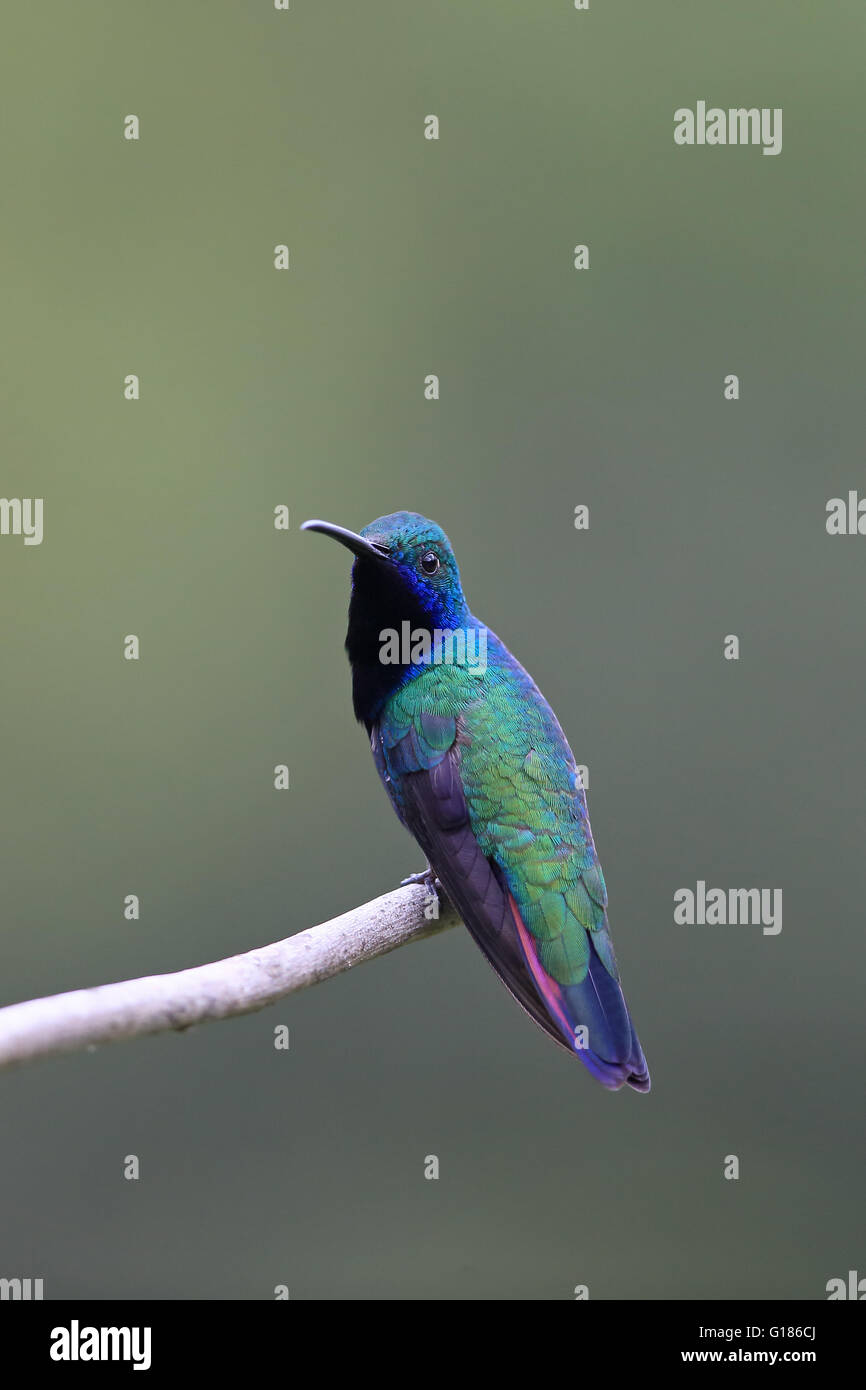 Black-throated Mango (Anthracothorax nigricollis) Stock Photo