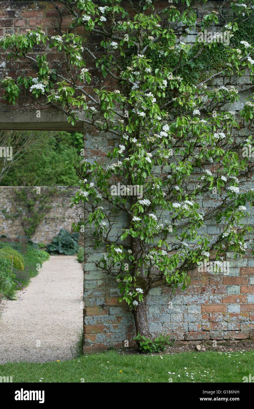Fan trained fruit tree blossoming in Rousham House walled garden