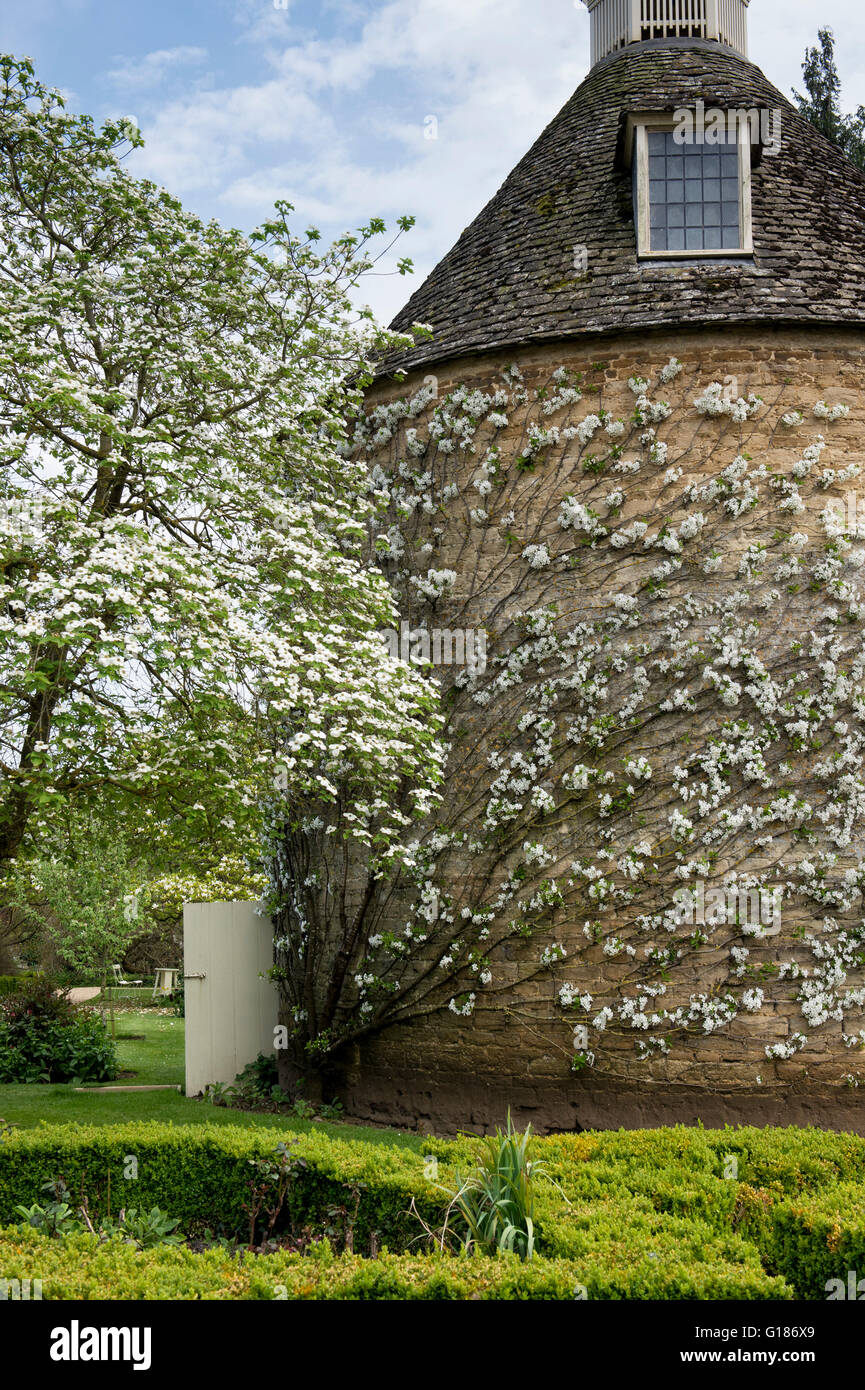 Espalier fruit tree in blossom against the pigeon house at Rousham House and Garden. Oxfordshire, England Stock Photo