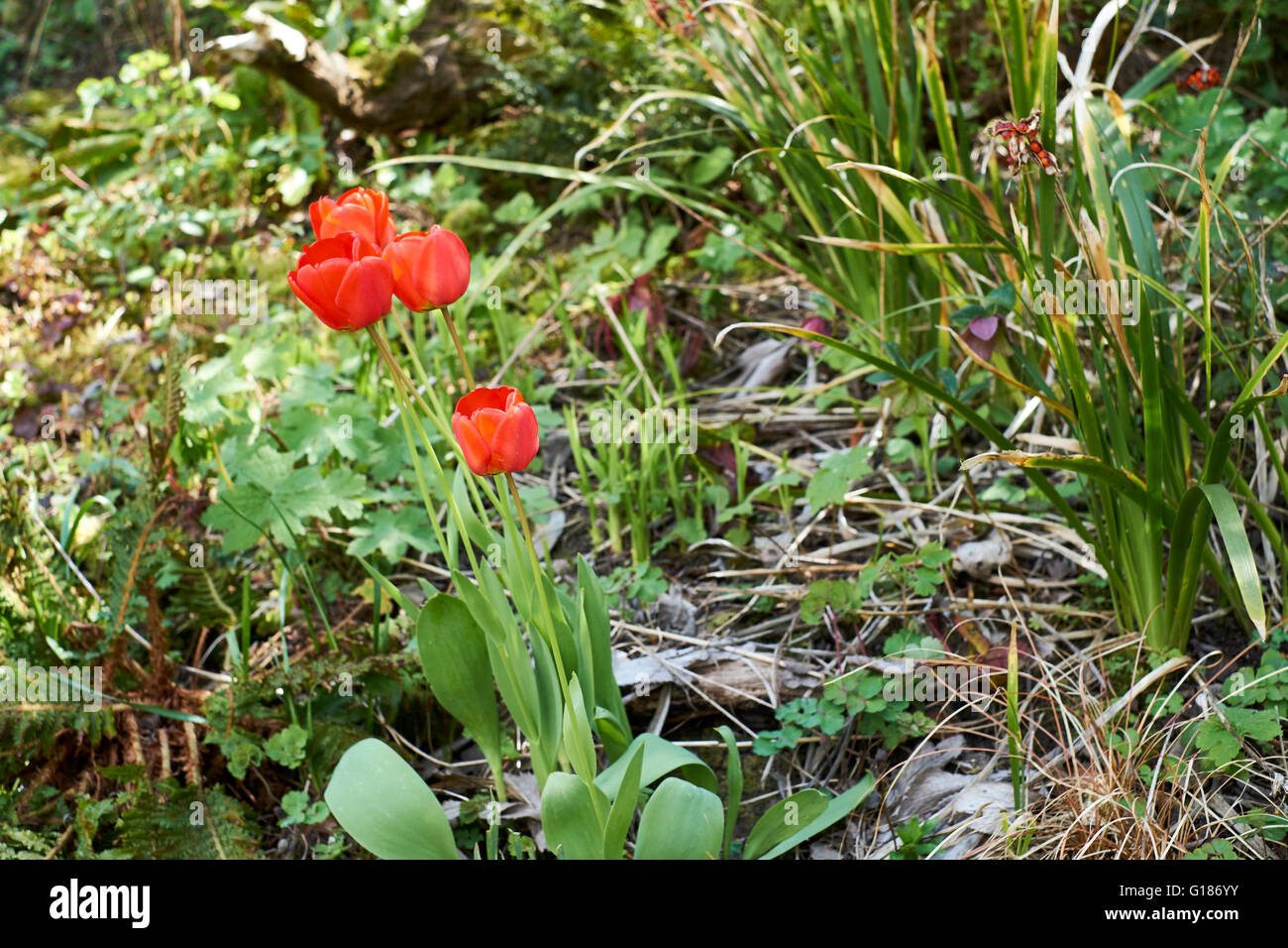 Red Tulips flowering in a garden flowerbed. Spring. UK. Stock Photo