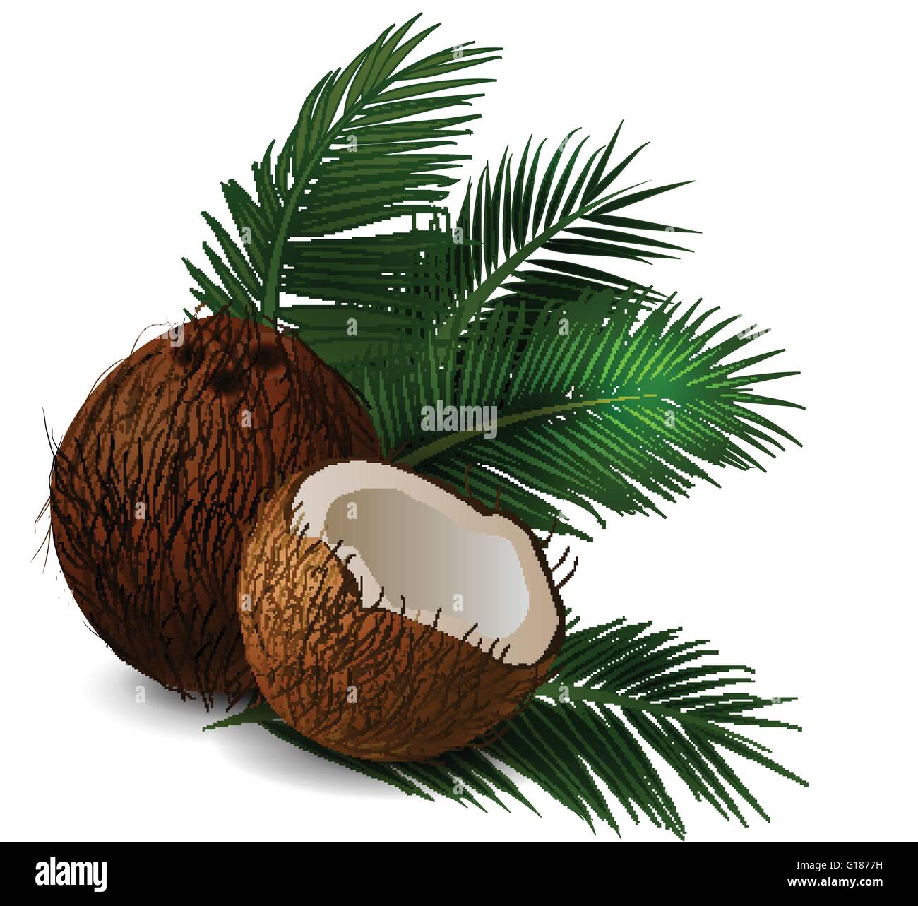 Coconut tropical nut fruit Stock Vector Image & Art Alamy