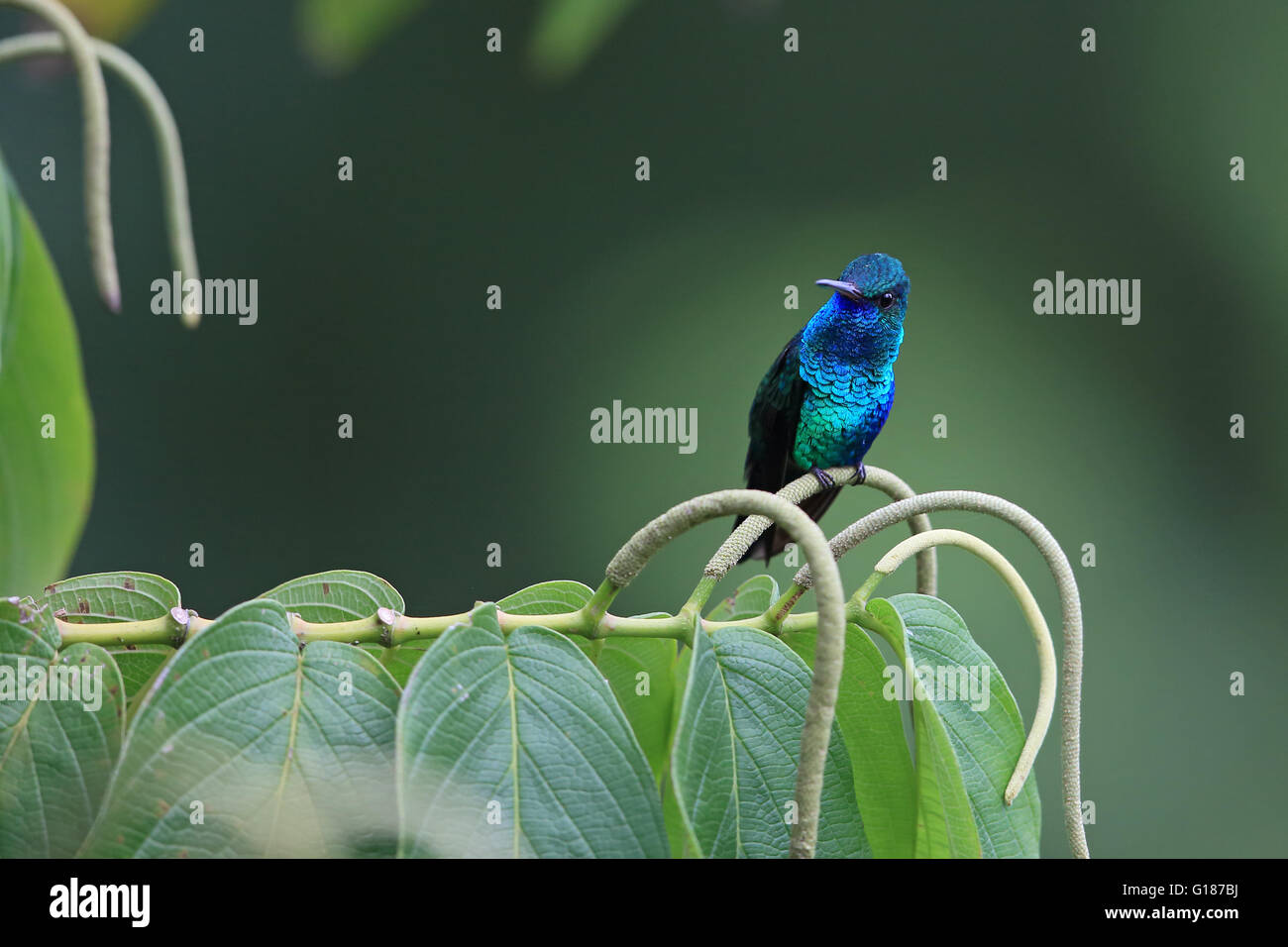 Blue-chinned Sapphire (Chlorestes notatus) Stock Photo