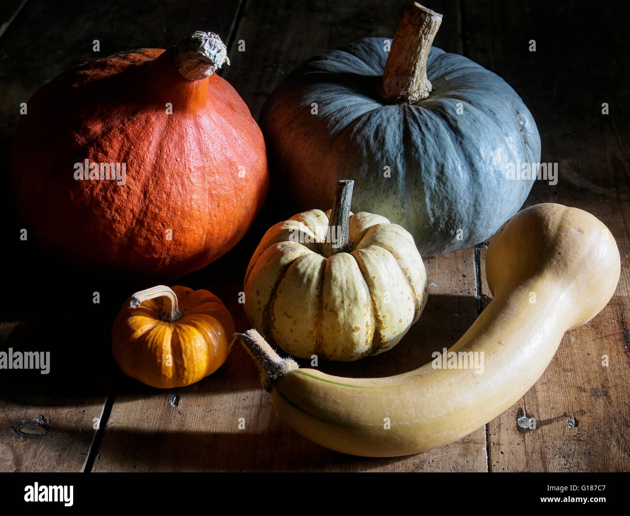 Squashes gourds and pumpkins Stock Photo Alamy