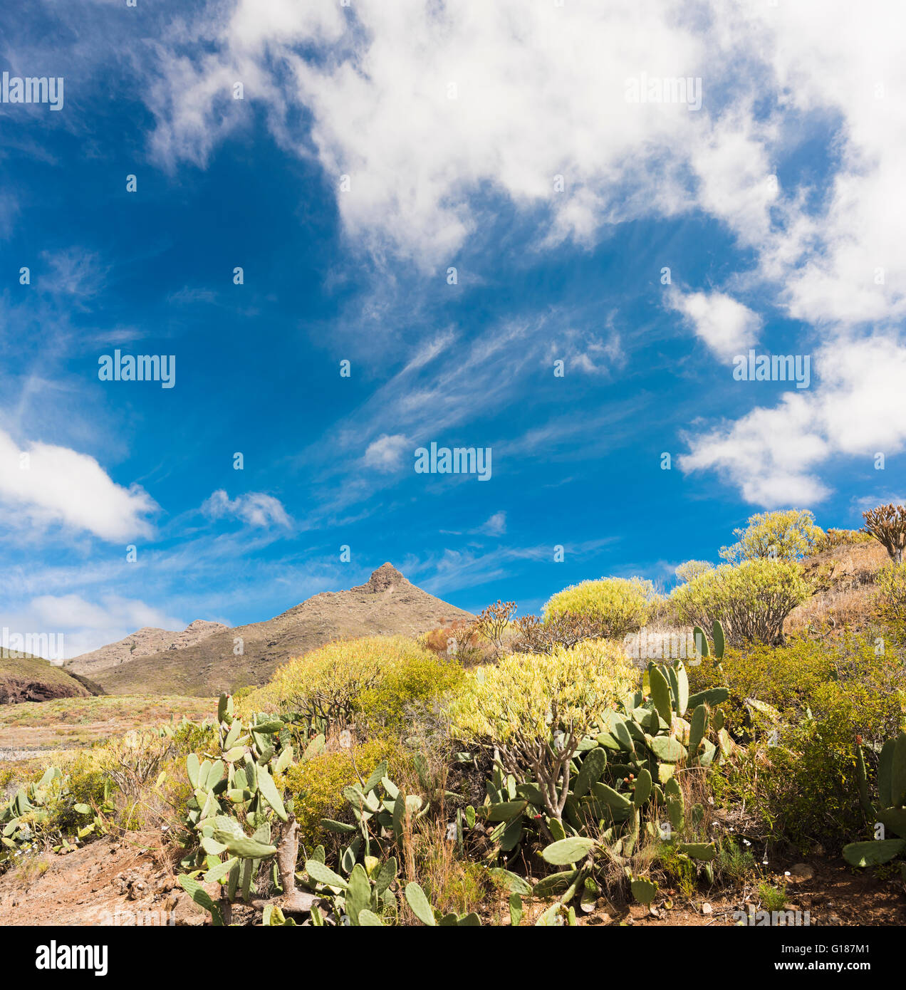 Typical flora of arid areas of southern Tenerife and the iconic mountain of Roque de Imoque in the background Stock Photo