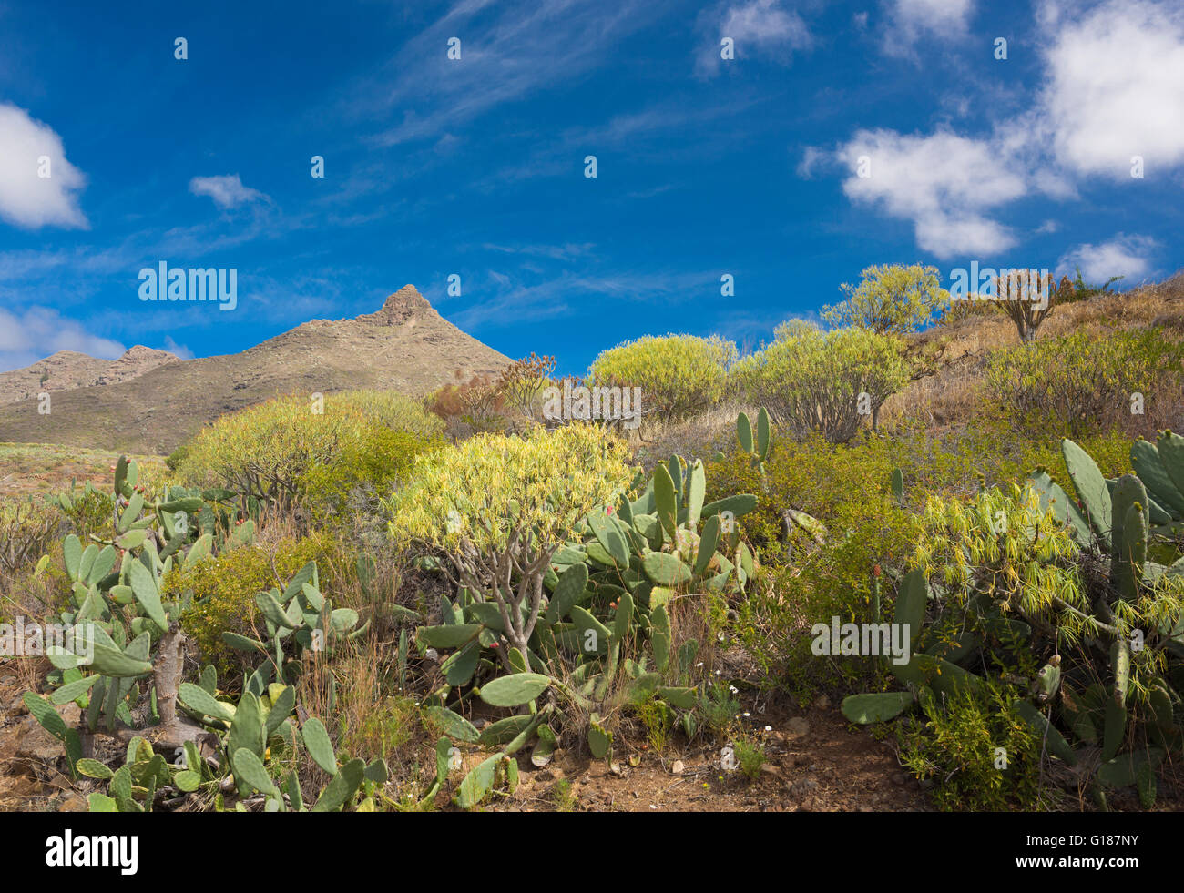 Typical flora of arid areas of southern Tenerife and the iconic mountain of Roque de Imoque in the background Stock Photo