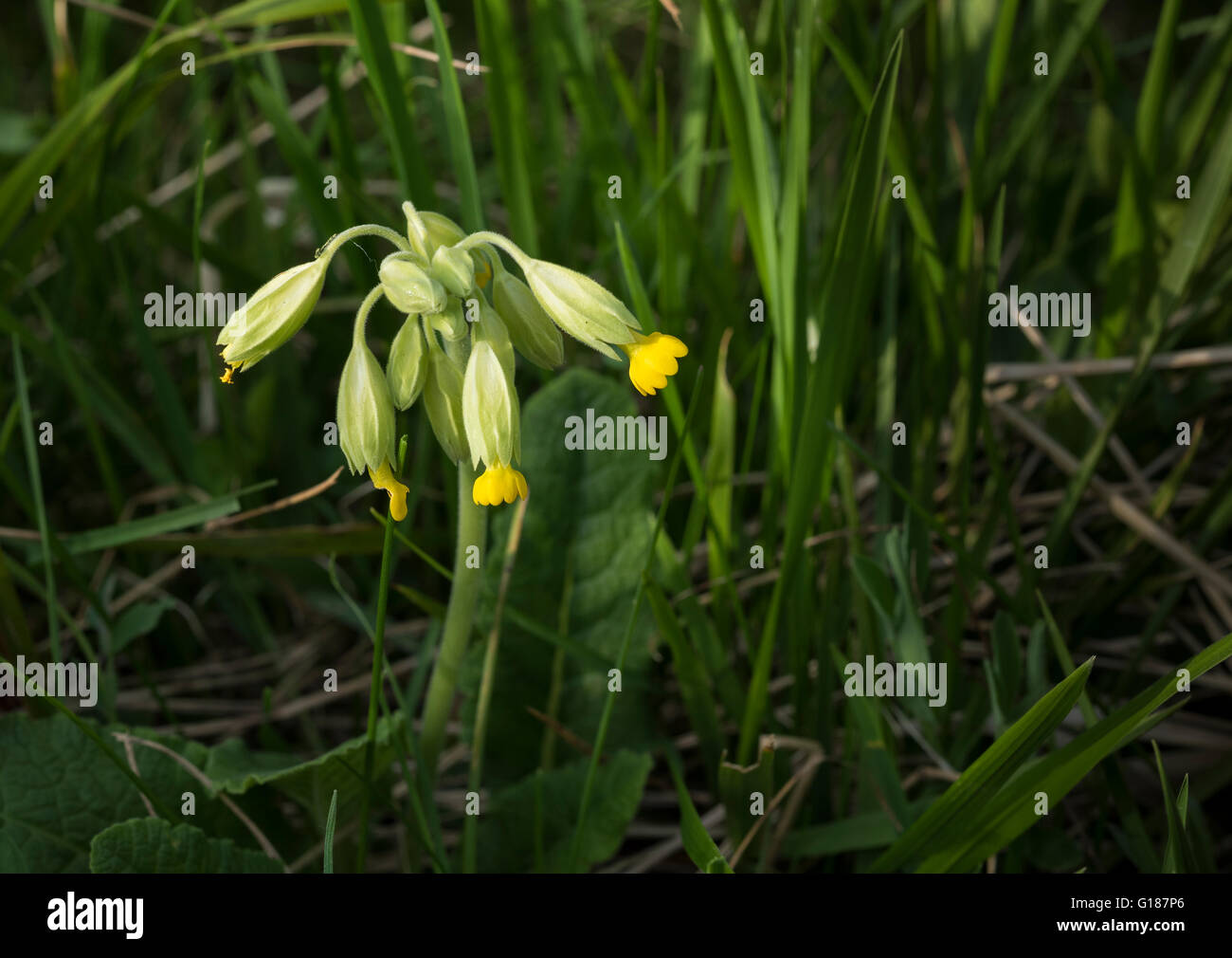 Primula veris (cowslips) flowering in early May in eastern England Stock Photo