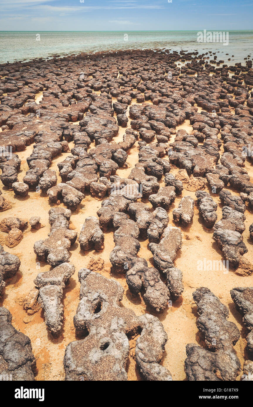 Stromatolites at the Hamelin pools in Western Australia Stock Photo