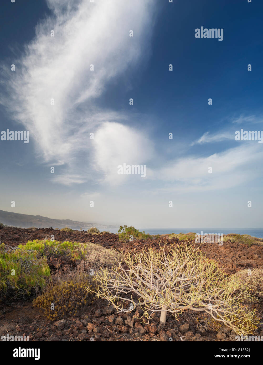 The Malpais de Guimar, Tenerife, with its flora of xerophytic pants which thrive in the extremely arid and salt-laden atmosphere Stock Photo