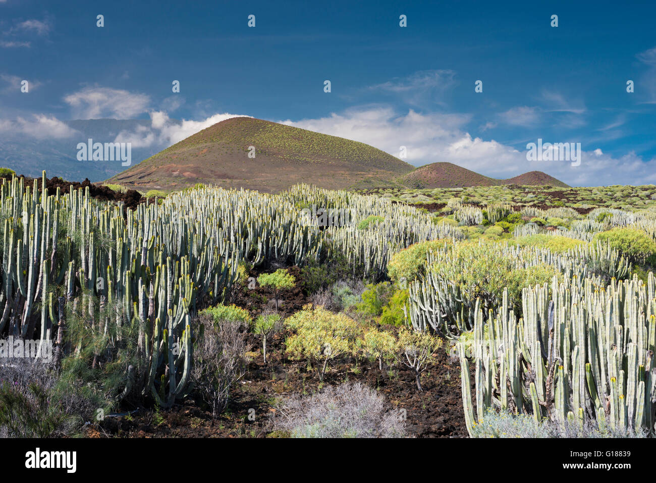 The Malpais de Guimar, Tenerife, with its flora of native plants which thrive in the extremely arid and salt-laden atmosphere Stock Photo