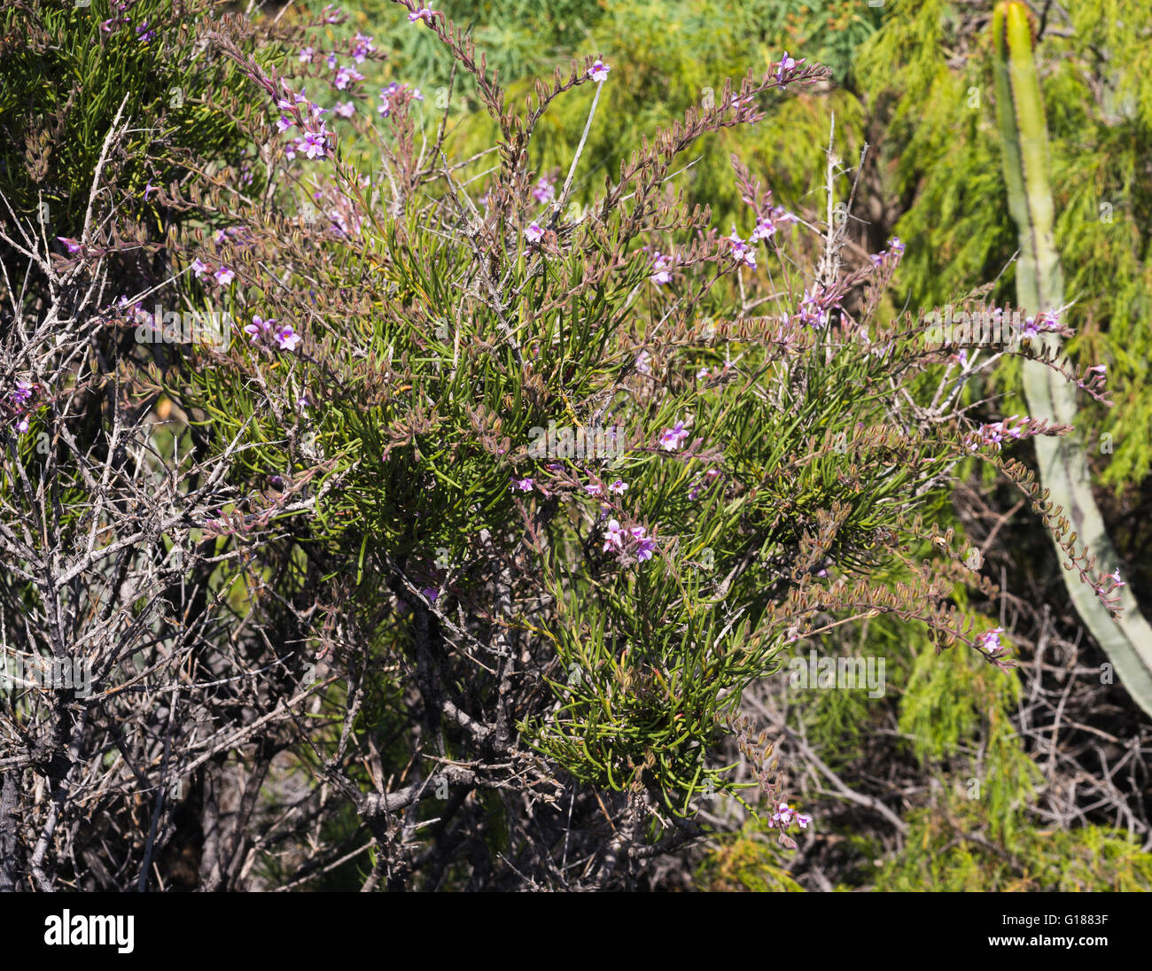 Campylanthus salasoides (romero marino, sea rosemary), a Canarian endemic, in flower on the Malpais de Guimar, Tenerife Stock Photo