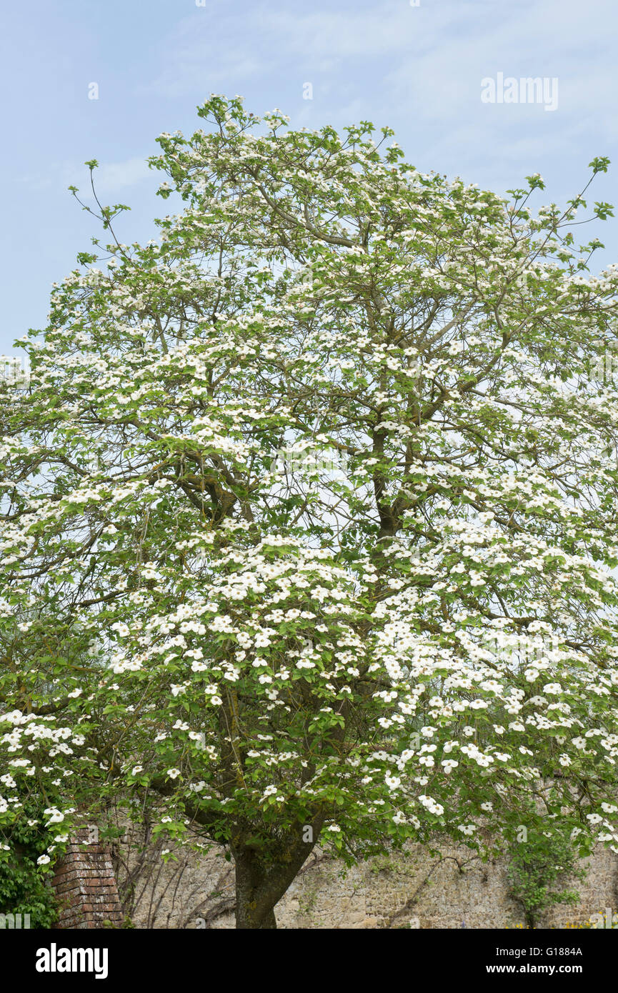 Cornus nuttallii. Dogwood tree in flower at Rousham House and Garden. Oxfordshire, England Stock Photo
