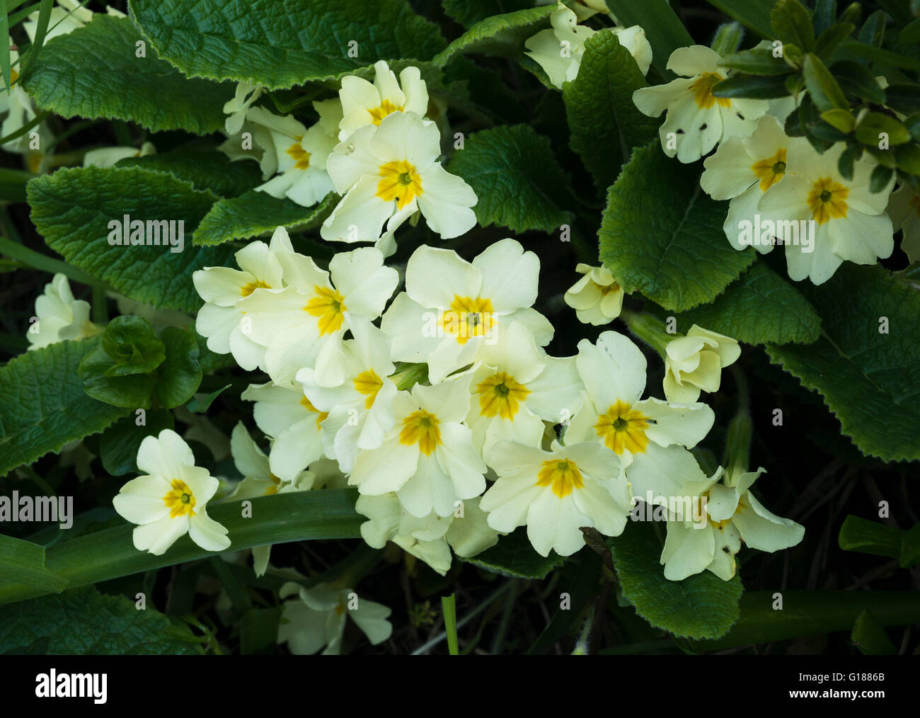 Primula vulgaris (common wild primrose) flowering in early May after the cold spring of 2013 Stock Photo