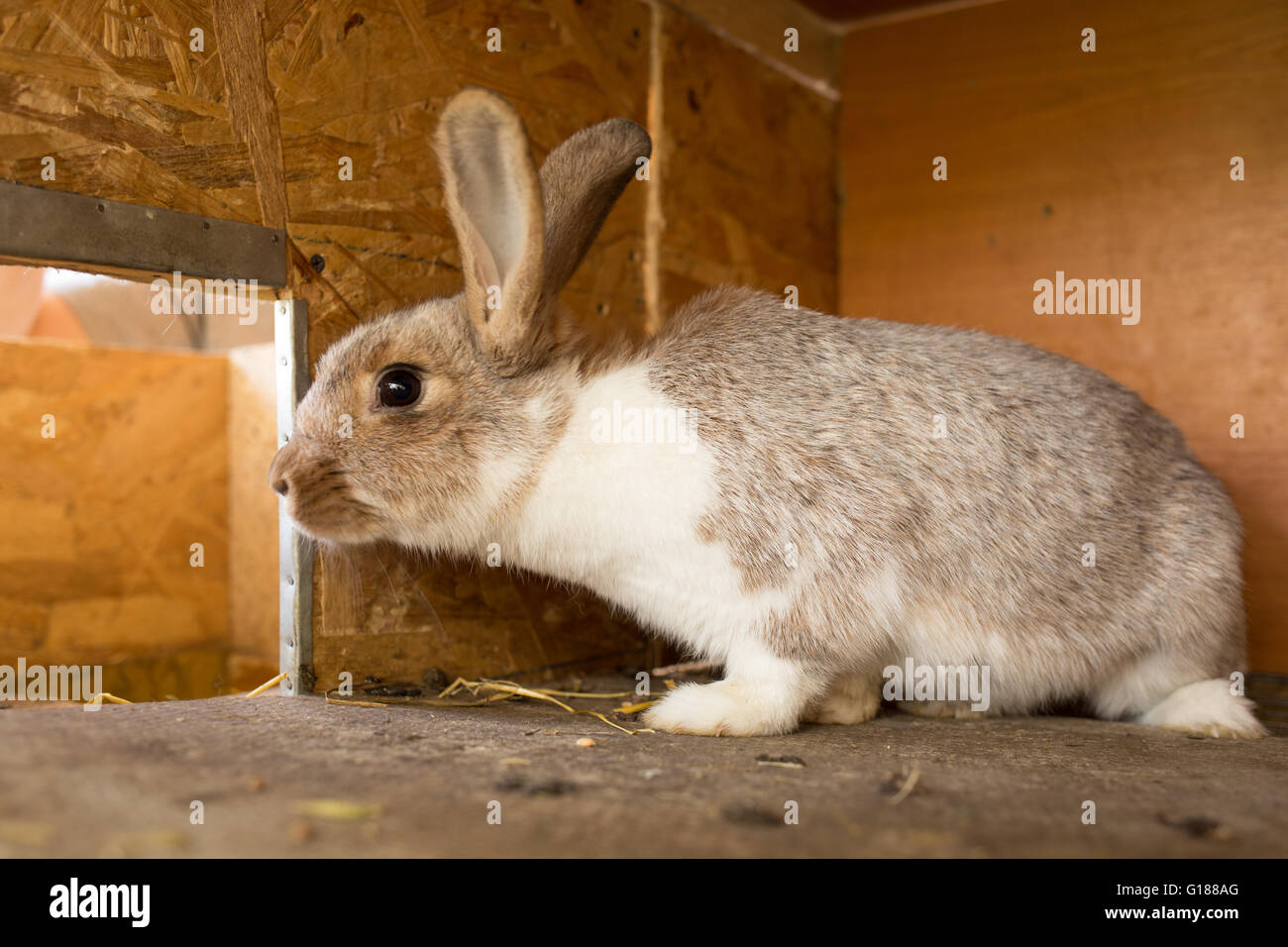 Mature rabbit doe in farm cage or hutch. Breeding rabbits background Stock Photo