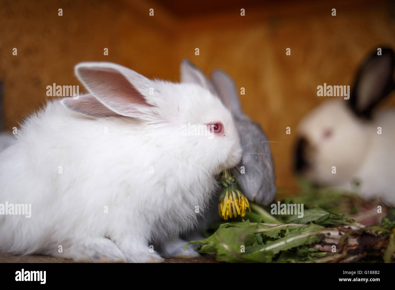 Small white and gray rabbits feed grass in a hutch. Cute bunnies eat