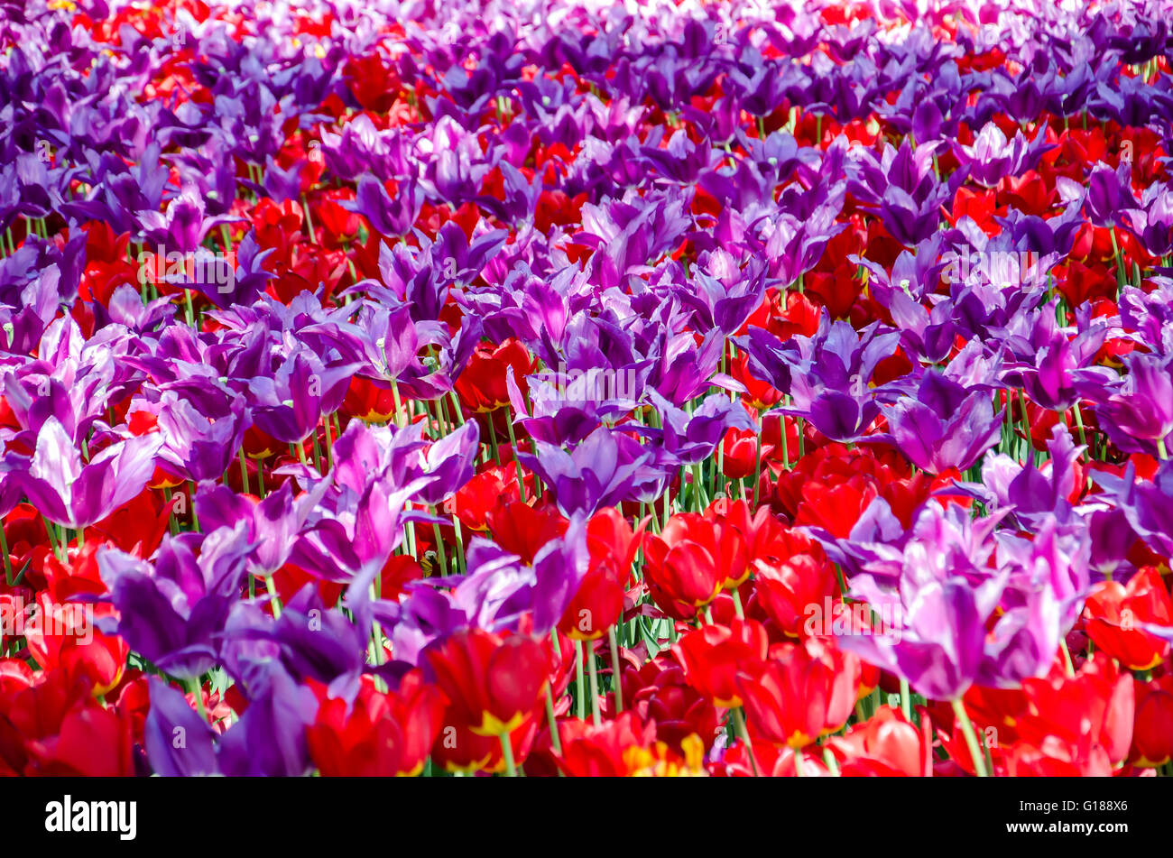 Tulips. Field of red and purple tulips in the Keukenhof Stock Photo - Alamy