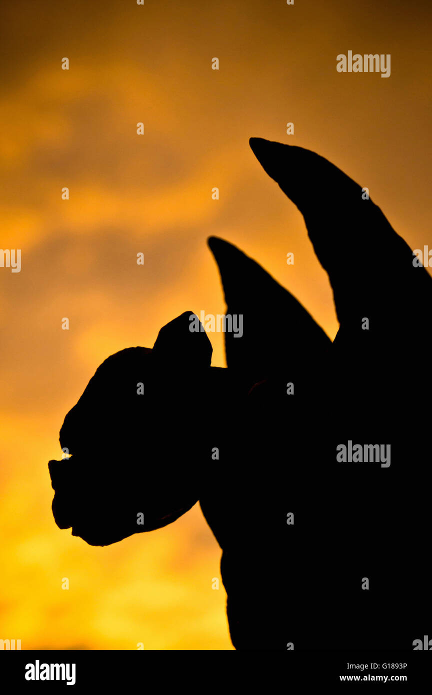 Gargoyle in silhouette Stock Photo Alamy