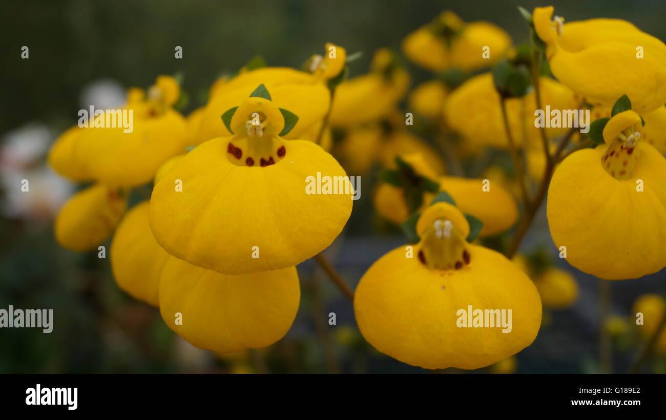Close up of yellow Calceolaria flower also known as lady's purse or slipper flower Stock Photo
