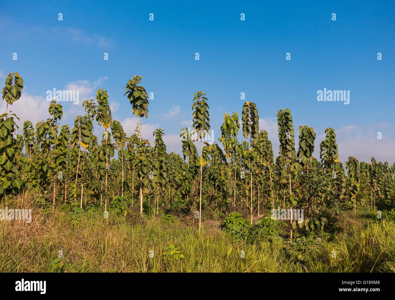 OSA PENINSULA, COSTA RICA Two year old teak trees on sustainable teak