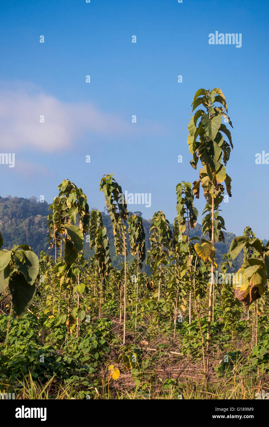 OSA PENINSULA, COSTA RICA Two year old teak trees on sustainable teak