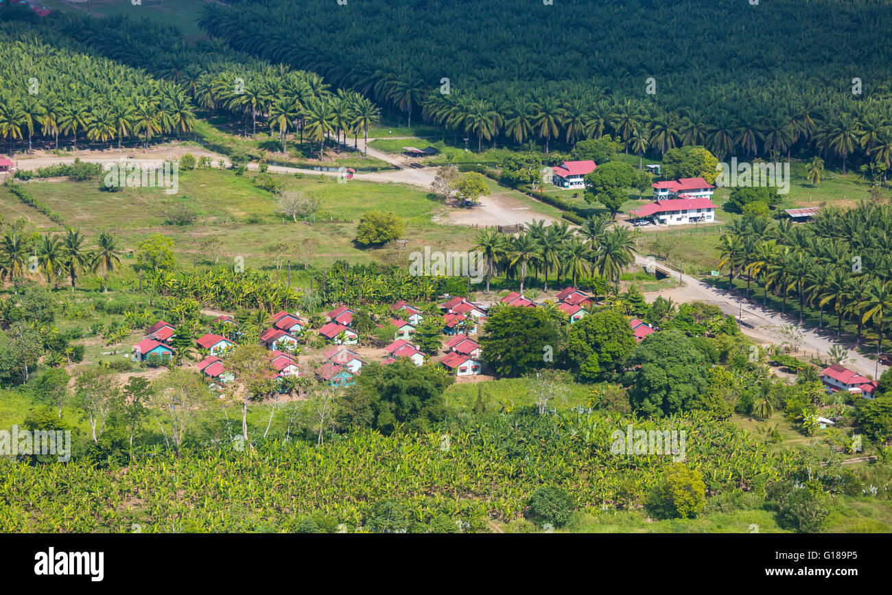 COSTA RICA - Aerial of palm oil plantation and settlement Stock Photo